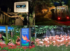 Singapore Zoo  Night Safari